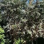 Feijoa sellowiana 整株植物