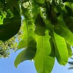 Heliconia bihai Blad