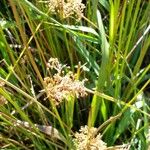 Juncus effususBloem