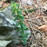 Cruciata glabra Blad