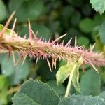 Rosa spinosissima Bark