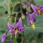 Solanum dulcamaraFlower