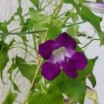 Maurandya barclayana Flor