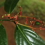 Ocotea atirrensis Hoja