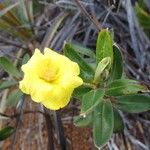 Hibbertia heterotricha ফুল