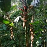 Heliconia vellerigera Flor