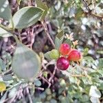 Osyris lanceolata Fruit