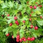 Crataegus laevigata 果