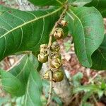 Byrsonima coccolobifolia Fruto