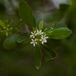 Lumnitzera racemosa Flower