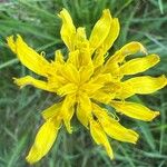 Scorzonera humilis Fula