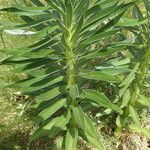 Lilium pyrenaicum Folha