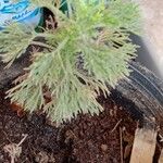 Artemisia abrotanum List