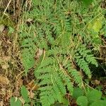 Dryopteris intermedia Liść