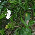 Eucharis × grandiflora Habit