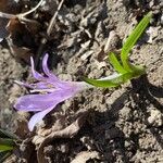 Colchicum bulbocodium Tervik taim