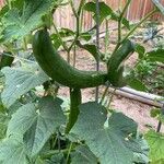 Cucumis sativusПлод