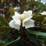 Rhododendron taliense Flower