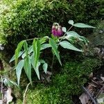 Lathyrus vernus Blomma