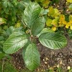 Frangula alnus Leaf