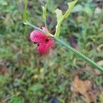 Euonymus americanus 果実