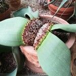 Welwitschia mirabilis Blatt