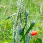 Triticum aestivum 葉