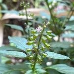 Ocimum carnosum Cvet