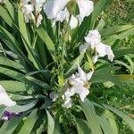 Iris albicans Blüte