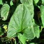 Blitum bonus-henricus Leaf