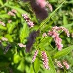 Polygonum lapathifolium ᱵᱟᱦᱟ