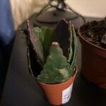 Rhipsalis agudoensisList