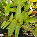 Epidendrum stamfordianum List