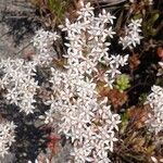 Sedum album Кветка