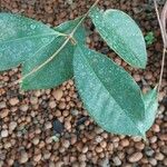 Syzygium myrtifolium Hoja