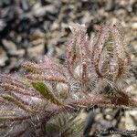 Phacelia cryptantha Frukt