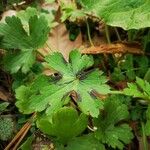Ranunculus lanuginosus ᱥᱟᱠᱟᱢ