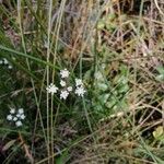 Oenanthe lachenalii Flors