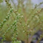 Hudsonia ericoides Συνήθη χαρακτηριστικά