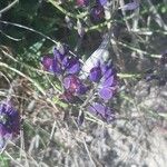 Polygala microphylla Fiore