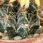 Astrophytum capricorne Leht