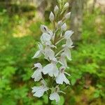 Dactylorhiza maculataFlower