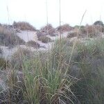 Tripidium ravennae Habit