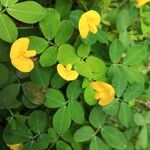 Arachis pintoi Flower