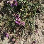 Polygala microphylla Habitat