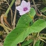 Convolvulus sagittatus Leaf