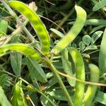 Tephrosia subtriflora Fruit