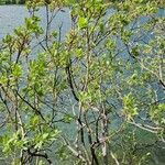 Salix laggeri Plante entière