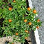 Solanum pseudocapsicum Ffrwyth