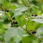 Solanum nigrum Hábito